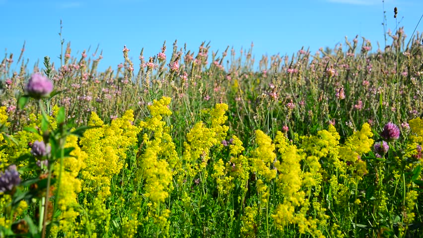 Header of bedstraw