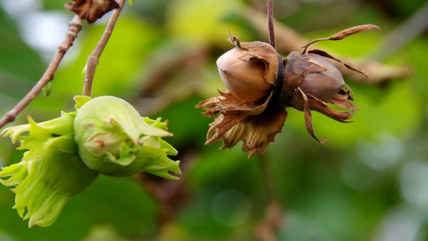 Header of cobnut