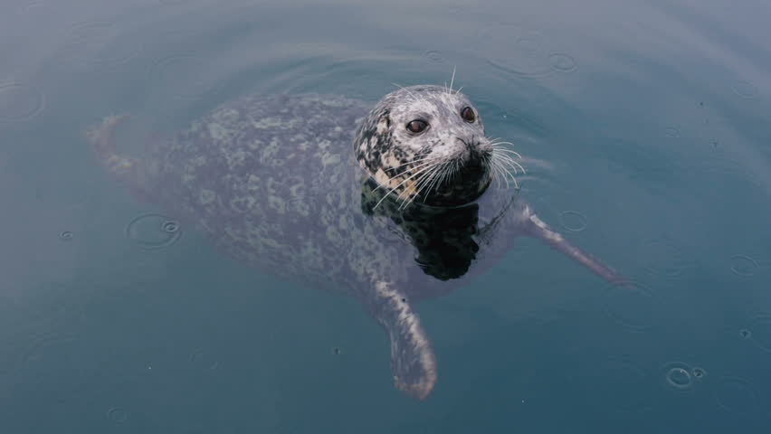 Header of seal in