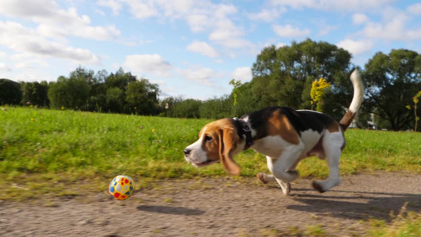 Stock Video Clip of Clumsy young beagle dog try to catch | Shutterstock