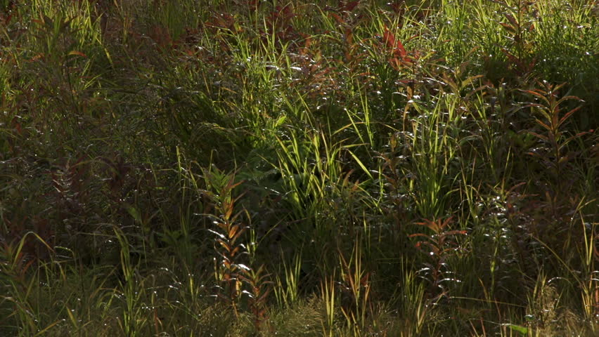 Header of redden