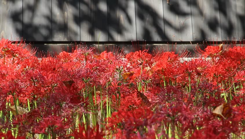 Header of Amaryllis
