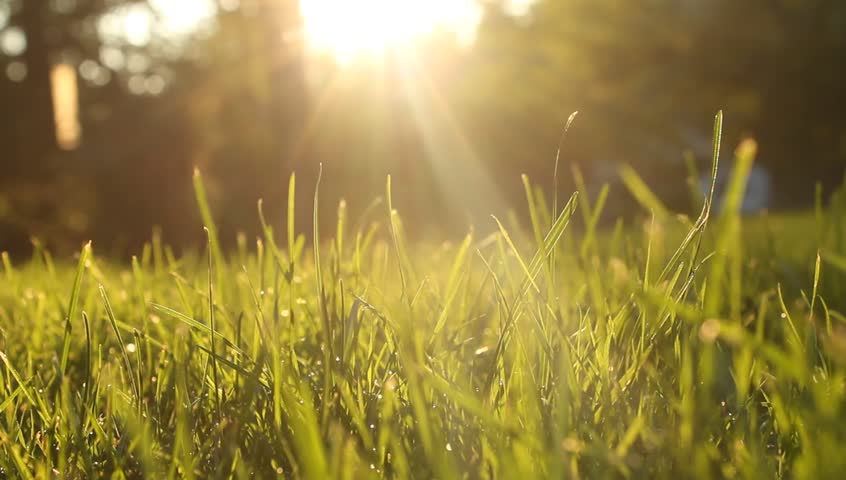 Summer Grass Meadow Motion Blur Of Pleasant Wind With Bright Sunlight ...