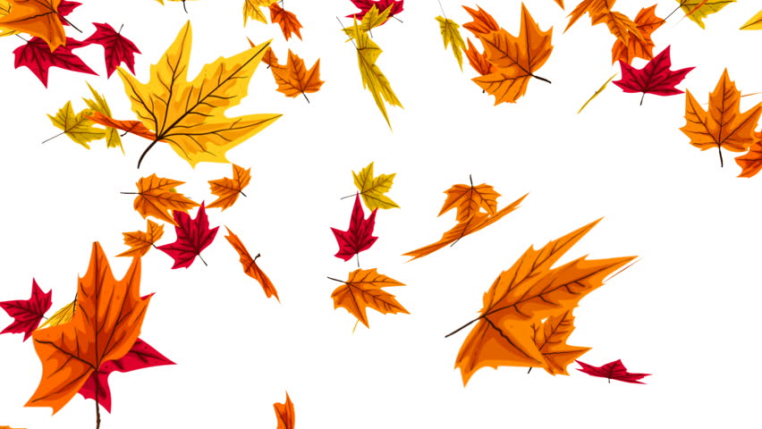 Falling Leaves On White Background Stock Footage Video 3552230