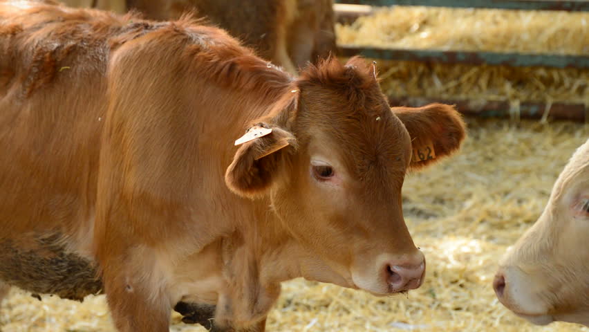 Hd00 21two Small Calves Licking Yourself In A Barn In A Cattle Fair