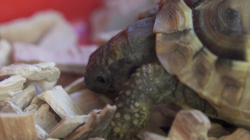 Header of testudo