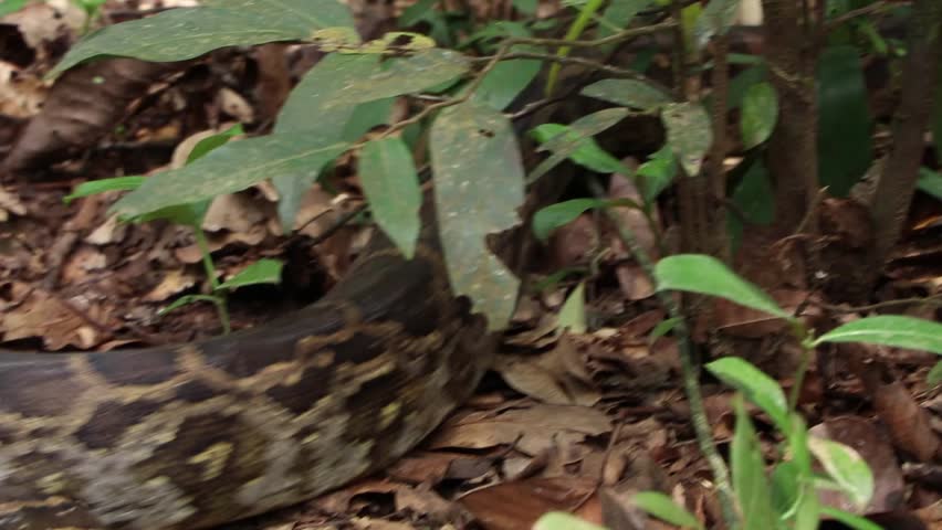 Header of python