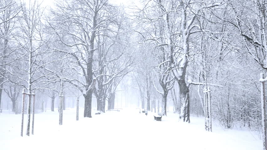 Falling Snow In A Winter Park With Snow Covered Trees, Slow Motion ...