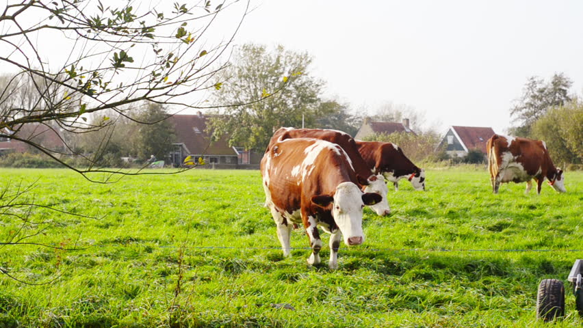 Header of Friesian