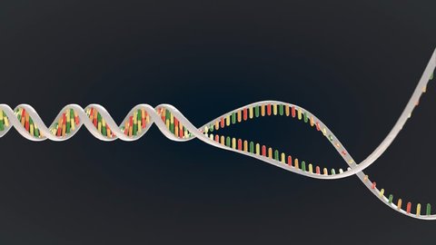 Animation Dna Replication Recombination Genetic Engineering Stock Footage  Video (100% Royalty-free) 31914886 | Shutterstock