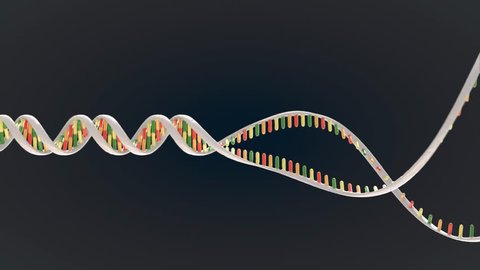 Animation Dna Replication Recombination Genetic Engineering Stock Footage Video (100% Royalty-free) 31914886 | Shutterstock Animation Dna Replication Recombination Genetic Engineering Stock Footage Video (100% Royalty-free) 31914886 | Shutterstock