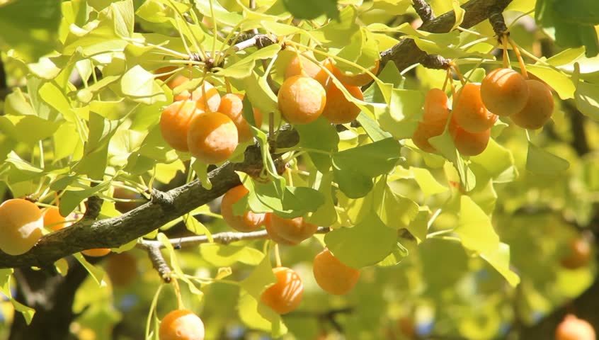 Header of gingko