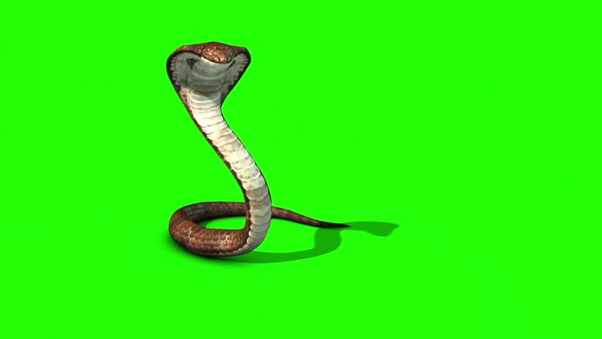 green screen snake gifs