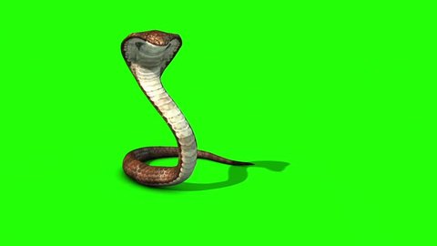 Cobra Snake Attacks Green Screen Front Stock Footage Video (100%  Royalty-free) 32030746 | Shutterstock