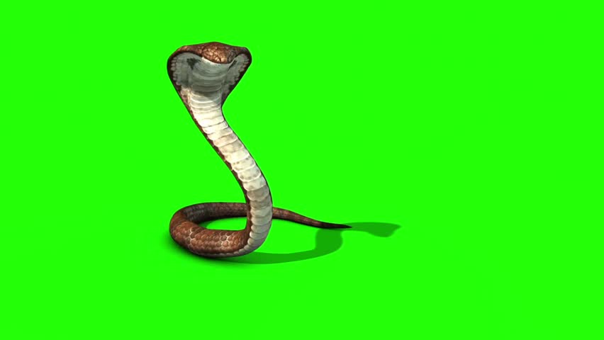 Venomous Viper Snake Image Free Stock Photo Public Domain Photo 