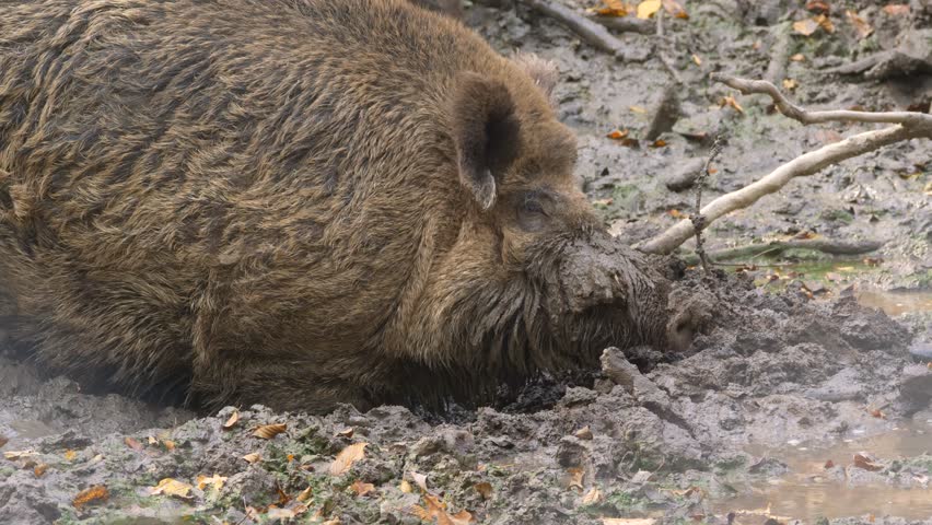 Wild Boars' Mud Wallow In Forest Stock Footage Video 32449447 ...