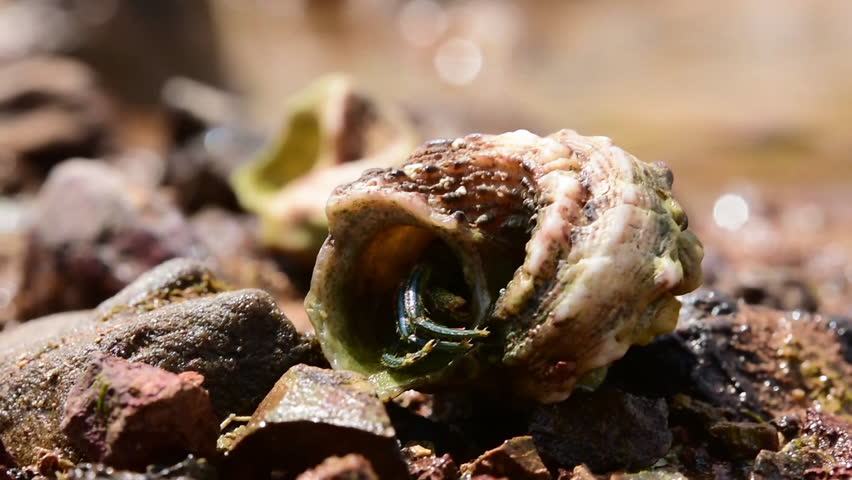Header of Arthropoda
