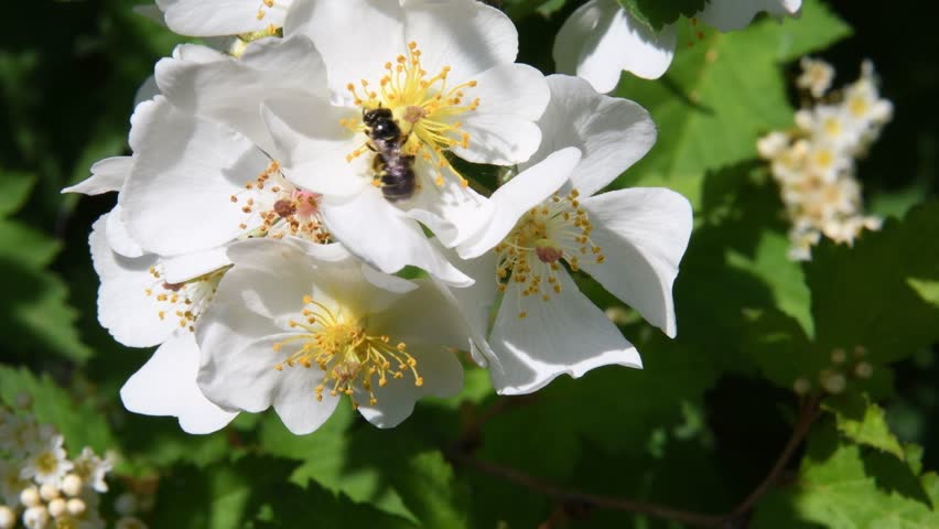 Header of Ceratina