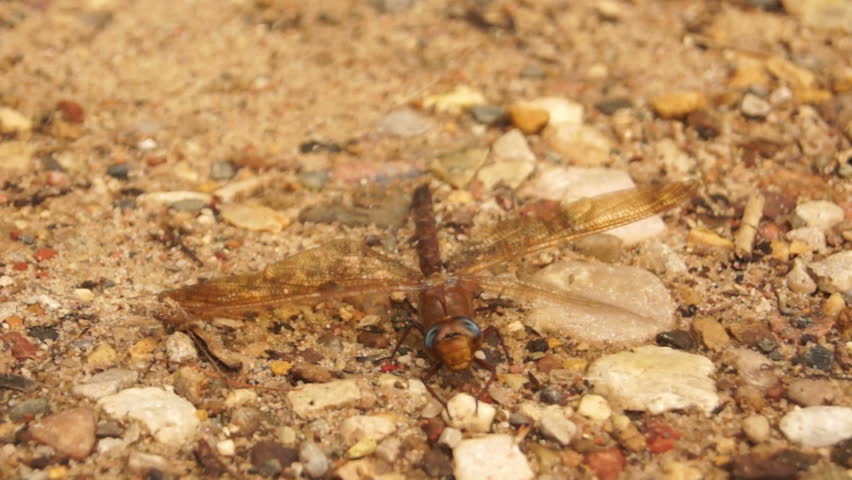 Header of Odonata