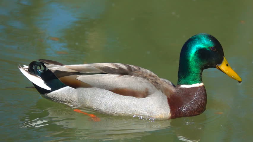 Header of canard