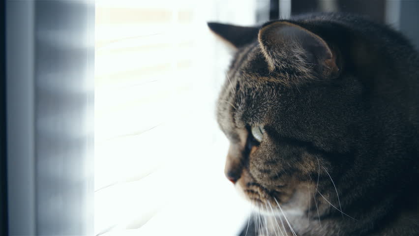 Cat Head Watching Trough Window Stock Footage Video 100 Royalty Cat Head Watching Trough Window Close Up 4k Side Shot Of Cute British Breed In Focus While Looking Through Blinds