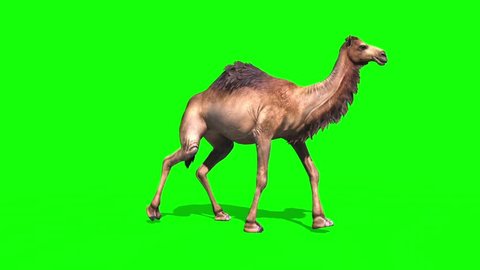 Camel Dromedary Walkcycle Side Green Screen Stock Footage Video (100%  Royalty-free) 33095896 | Shutterstock