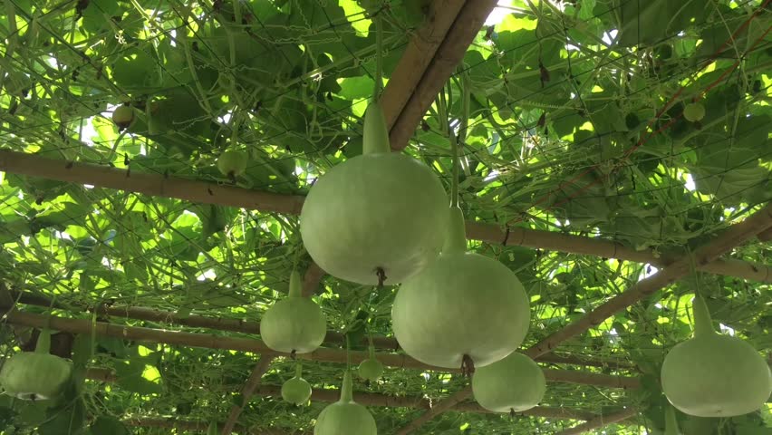 Header of calabash tree