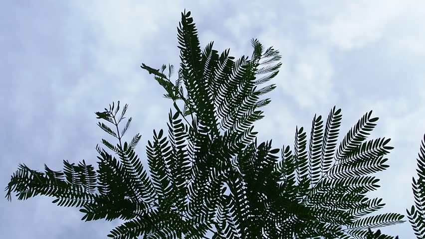 The Wind Blows at the Stock Footage Video (100% Royalty-free) 33183136