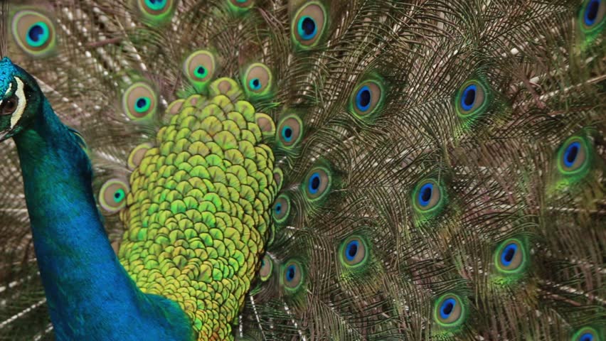 Header of Psalms