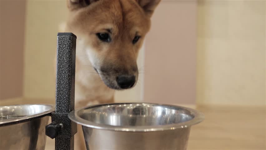 Shiba Inu Puppy Dog Eats Stock Footage Video 100 Royalty