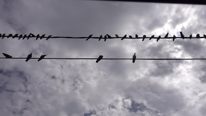 Stock video of a row of black birds sit | 33339616 | Shutterstock