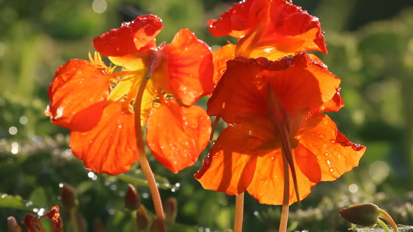 Header of chromaticity