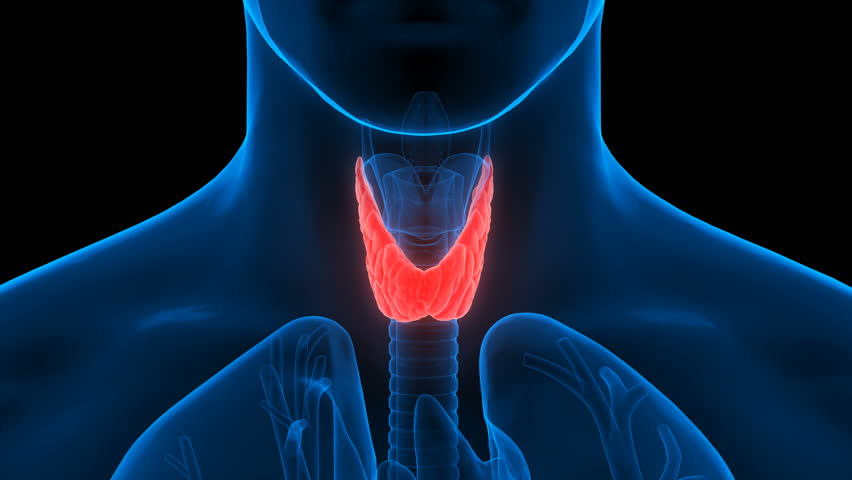 Thyroid Rotate Loop / Thyroid X Ray. Animation. Stock Footage Video ...