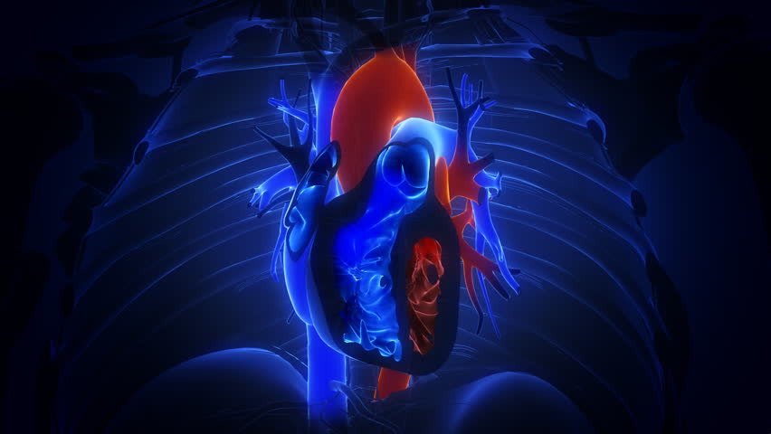 heart with blood action close up animation