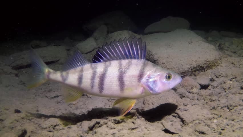 European Perch - Perca fluviatilis image - Free stock photo - Public ...