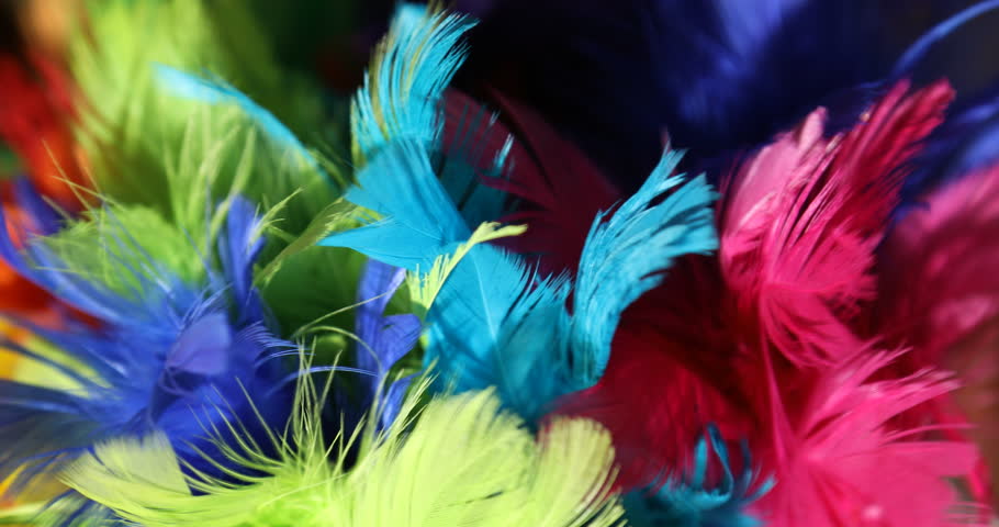 Multi Color Bird Feathers Stock Footage Video 33731779 | Shutterstock