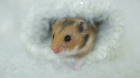 Funny Syrian Hamster Looks Stock Footage Video (100% Royalty-free) 33821296  | Shutterstock