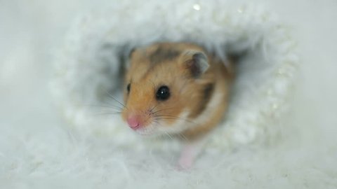 Funny Syrian Hamster Looks Stock Footage Video (100% Royalty-free) 33821296 | Shutterstock Funny Syrian Hamster Looks Stock Footage Video (100% Royalty-free) 33821296 | Shutterstock