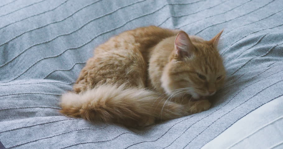 Stock video of cute ginger cat lying in bed | 33841726 | Shutterstock