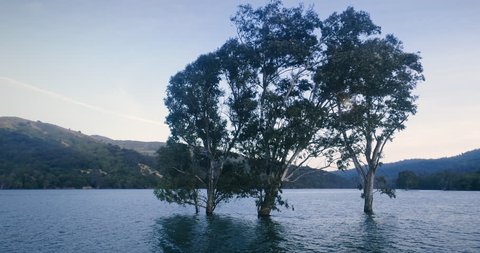 Aerial: trees growing out of the water in Lexington Reservoir, Los gatos, Silicon Valley, USA