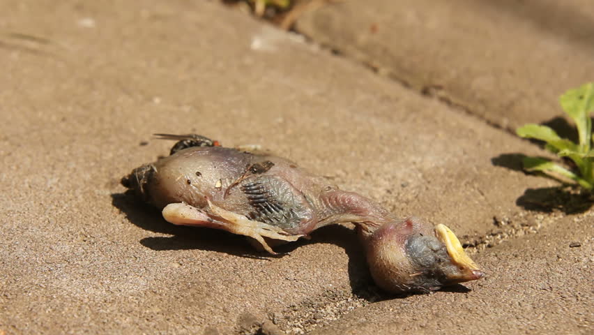 Header of cadaver