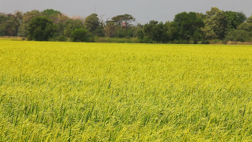 Green Rice Fields in Northern Stock Footage Video (100% Royalty-free ...