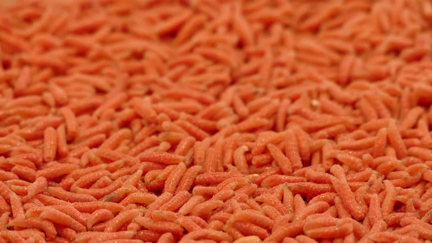Header of molluscum