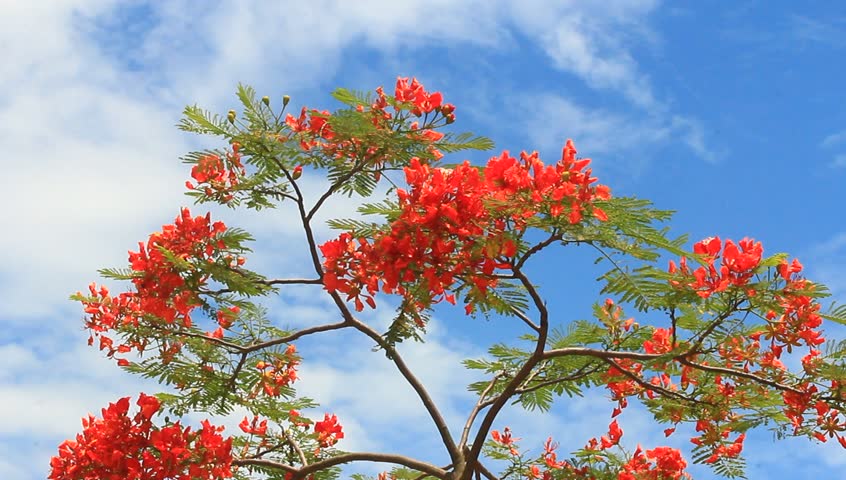 Header of poinciana