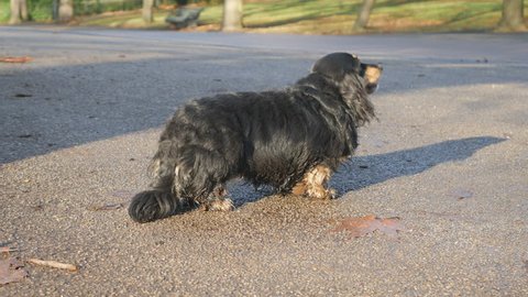 Black Long Haired Dachshund Stock Video Footage 4k And Hd Video