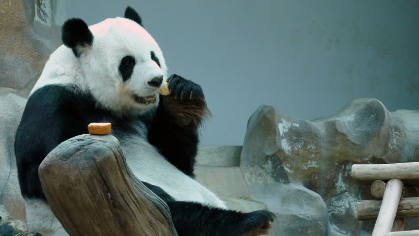 Fucks bear panda sexy