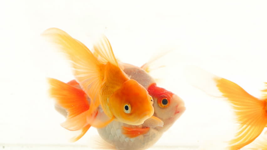 Gold Fish On White Stock Footage Video 100 Royalty Free