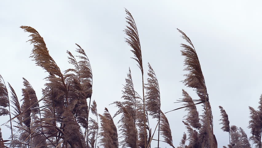 Header of bobble