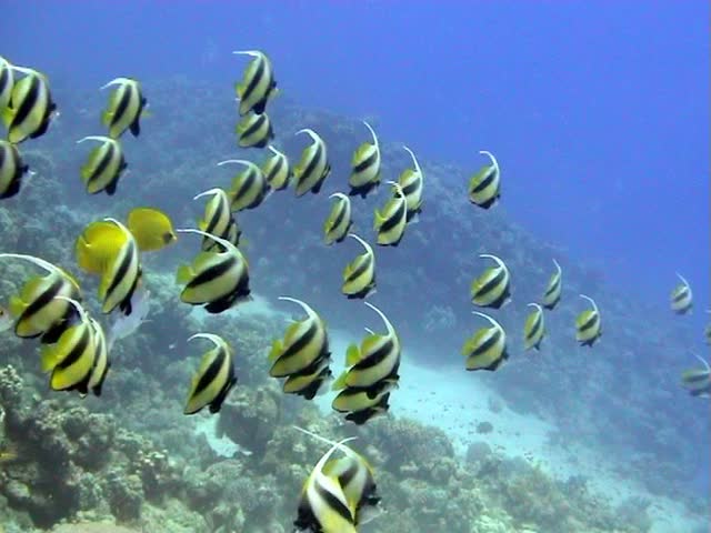 Colorful Underwater Tropical Banner Fish Stock Footage Video 100