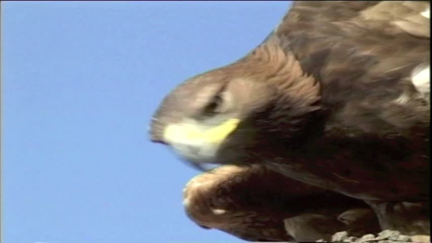 Header of golden eagle